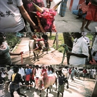 Tamilnadu jallikattu kaalai meme templates