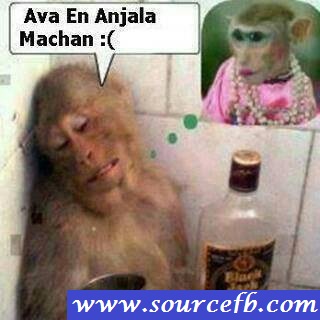 Monkey Reaction En Anjala machan