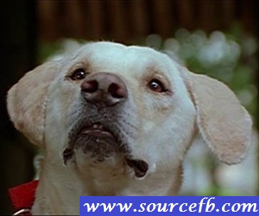 facebook comments for profile photo