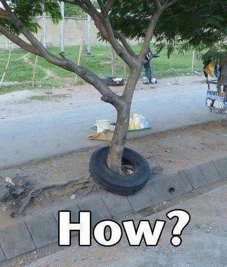An Impossible Tree and Tyre
