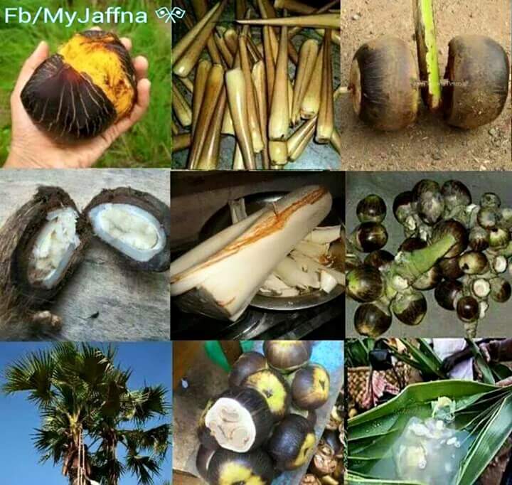 Panai Marathin Payangal